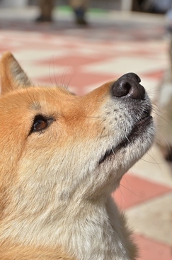 川上犬「さくら」の大好物！