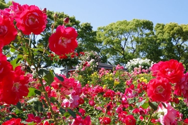 毎月26日はお風呂の日！7月の変わり湯は初登場「バラの湯」！【富士眺望の湯ゆらり】