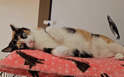 猫の森ハウスの様子10