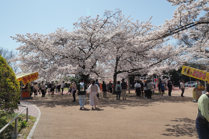 市民の憩いの場「松ヶ丘公園」 園内には２００本の「ソメイヨシノ」