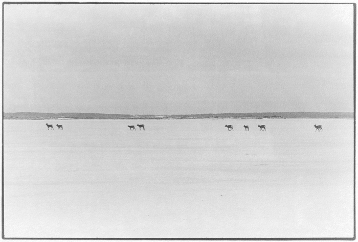 「鹿渡り」より 根室市風蓮湖 2015