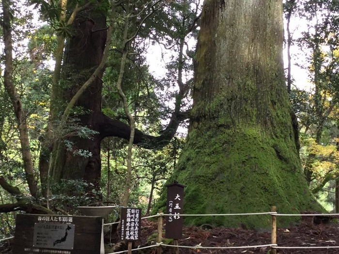 東峰村／行者杉