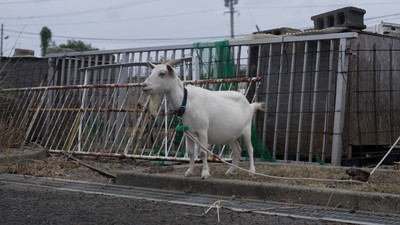 池島4