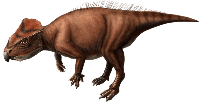 ササヤマグノームスの復元画（©Kanon Tanaka_田中花音）