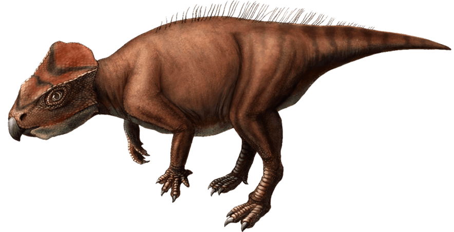 ササヤマグノームスの復元画(©Kanon Tanaka_田中花音)