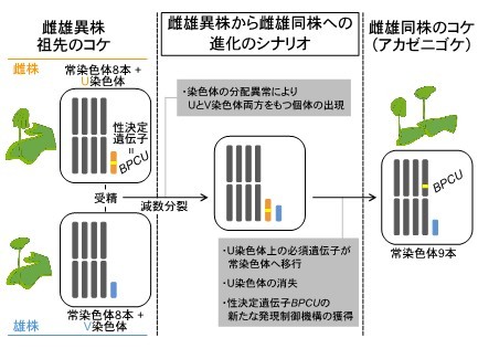雌雄異株から雌雄同株への進化に伴う性染色体の運命とは　―コケ植物の有性生殖システム転換における染色体再編成の解明―