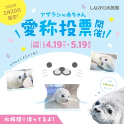 しながわ水族館、ゴマフアザラシの赤ちゃんの 愛称投票を4月19日から開催