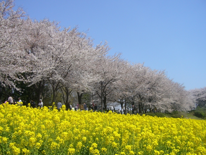 尾根緑道(菜の花)