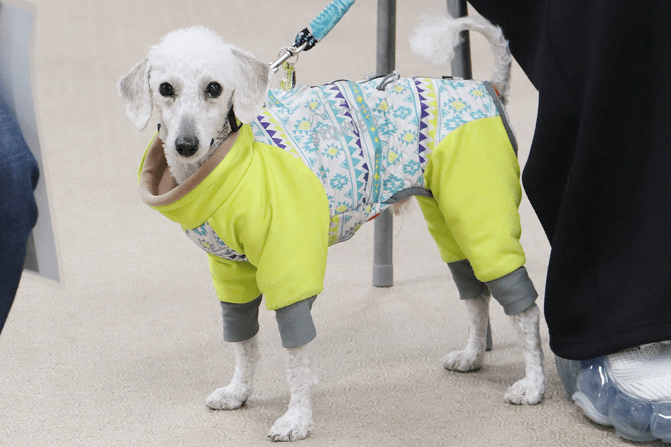 トイプードルの「スティーブ」