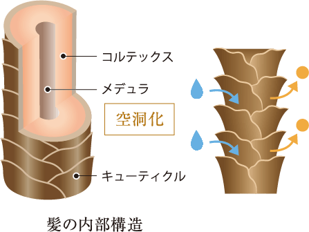 髪の内部構造_イメージ