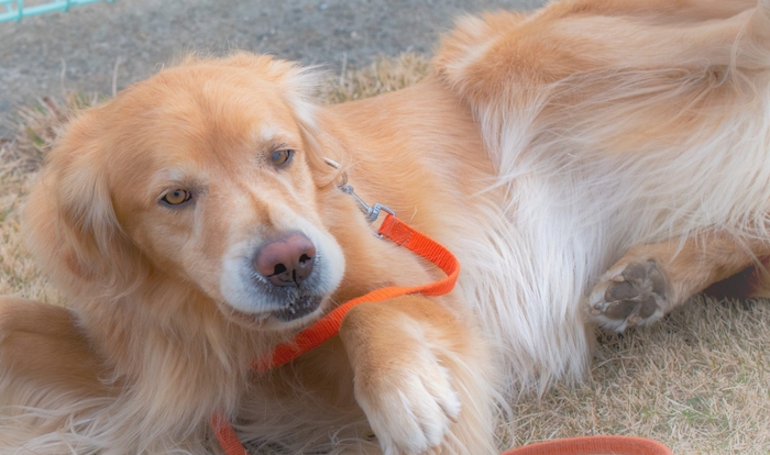 ゴールデンレトリバーは、他の犬種よりもしつけやすいため初めて犬を飼う人に選ばれやすいです。しかし、しつけの方法を間違ってしまうと賢いゴールデンレトリバーであっても問題行動を起こしやすいので、やってはいけないしつけ方法を理解しておきましょう。