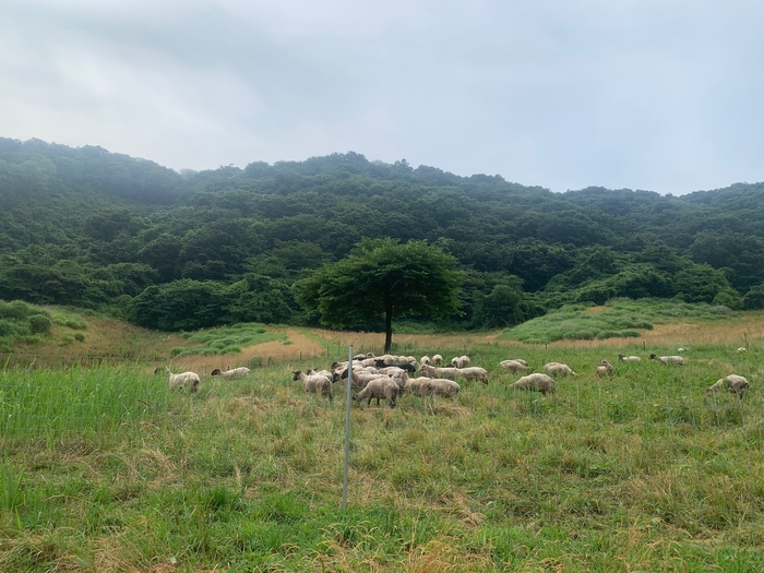 南三陸町放牧地