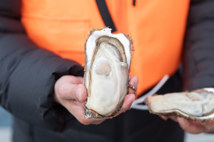 宮城県雄勝湾・成澤さんのふっくら春牡蠣