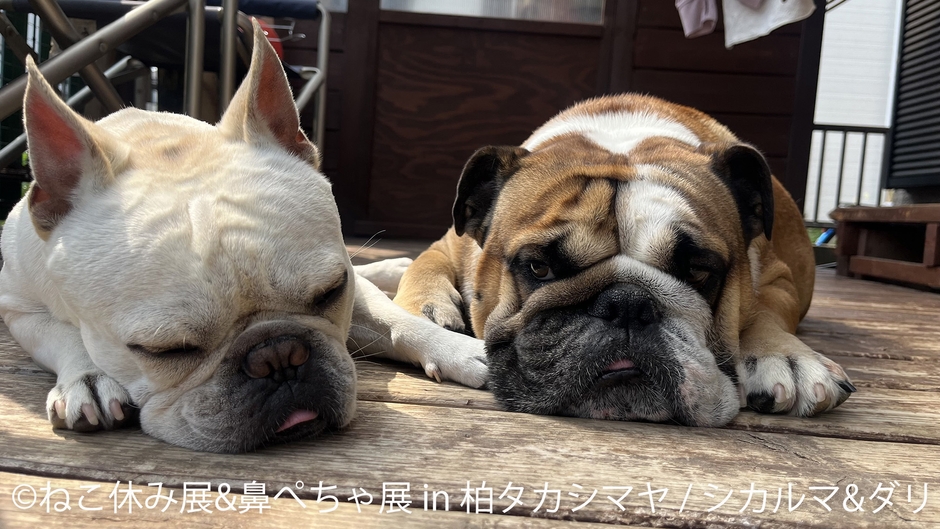 鼻ぺちゃ展　展示作品：シカマル＆ダリ