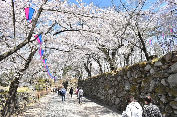 「小諸城址 懐古園」では約500本の桜が咲き乱れる