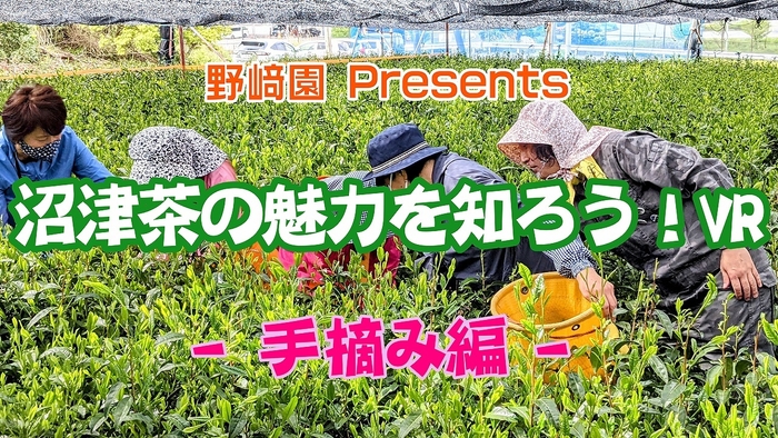 沼津茶の魅力を知ろう!VR 手摘み編