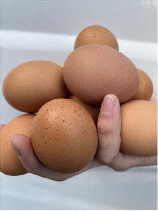 たまごの片手つかみ取りイベント