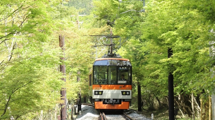 新緑のもみじのトンネルを走る展望列車「きらら」