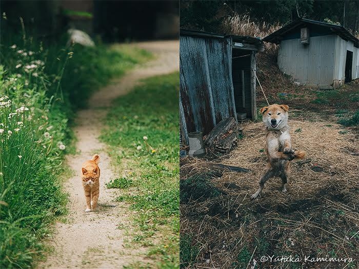 上村　雄高「Call my name 原発被災地の犬猫たち 2019」