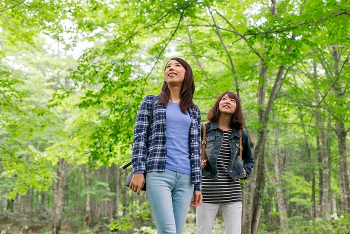 休暇村乳頭温泉郷 ブナの森散策