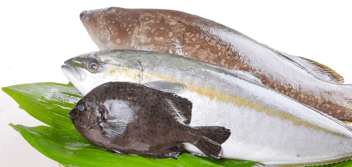 展示予定の交雑魚(手前からキンダイ、ブリヒラ、クエタマ)