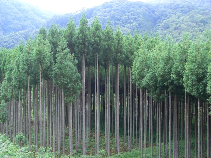 【星のや京都】北山杉景観１