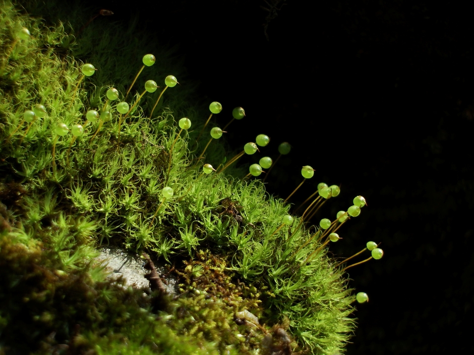 苔界のアイドル「タマゴケ」の胞子体を観察できます