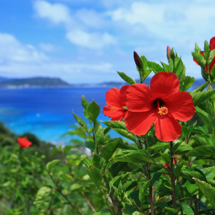 1年中咲いているハイビスカス