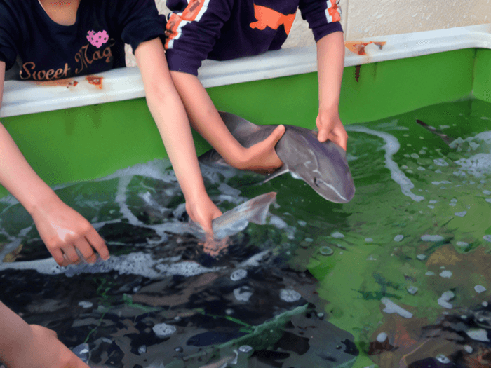 魚のタッチプールイメージ