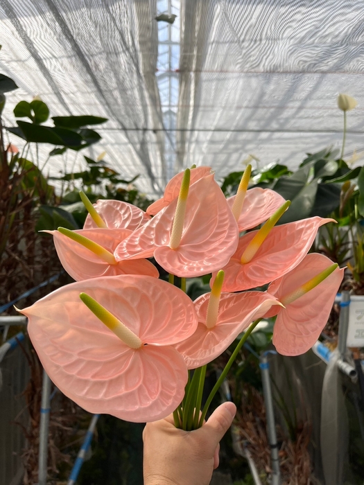 ふくしま銘産品市 株式会社smile farm かわまたアンスリウム販売