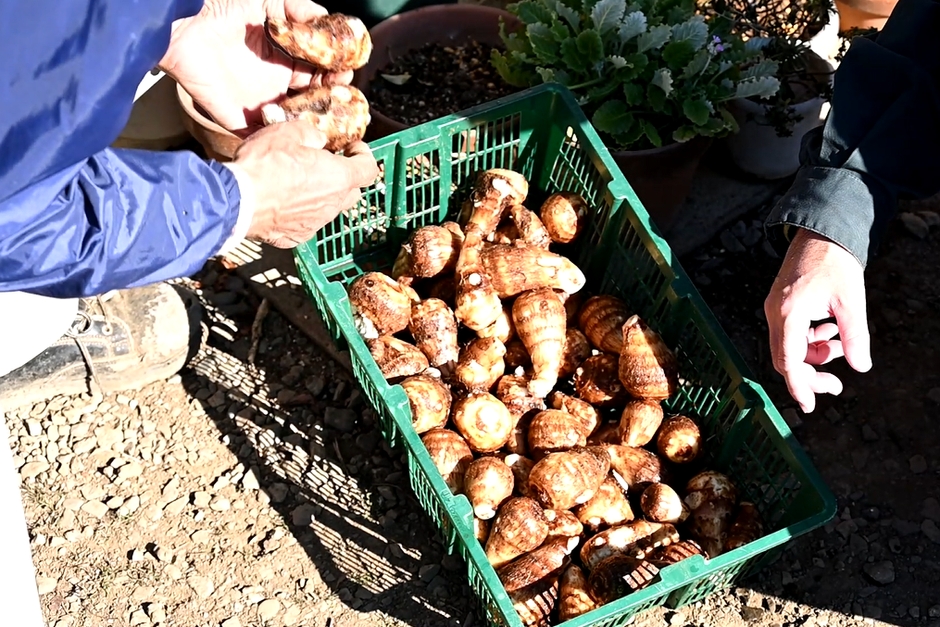 ④土がすっかり落ちました！