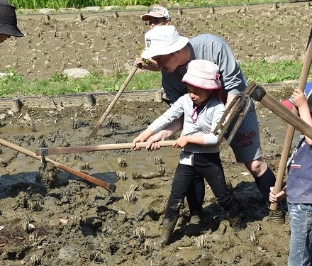 ぬかるみに足を取られながらの田おこし