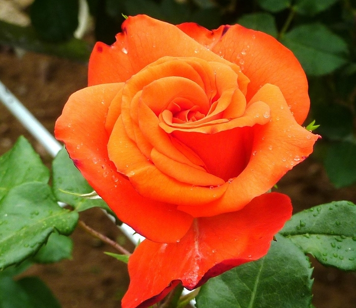 上皇后美智子様に献呈された「プリンセスミチコ」