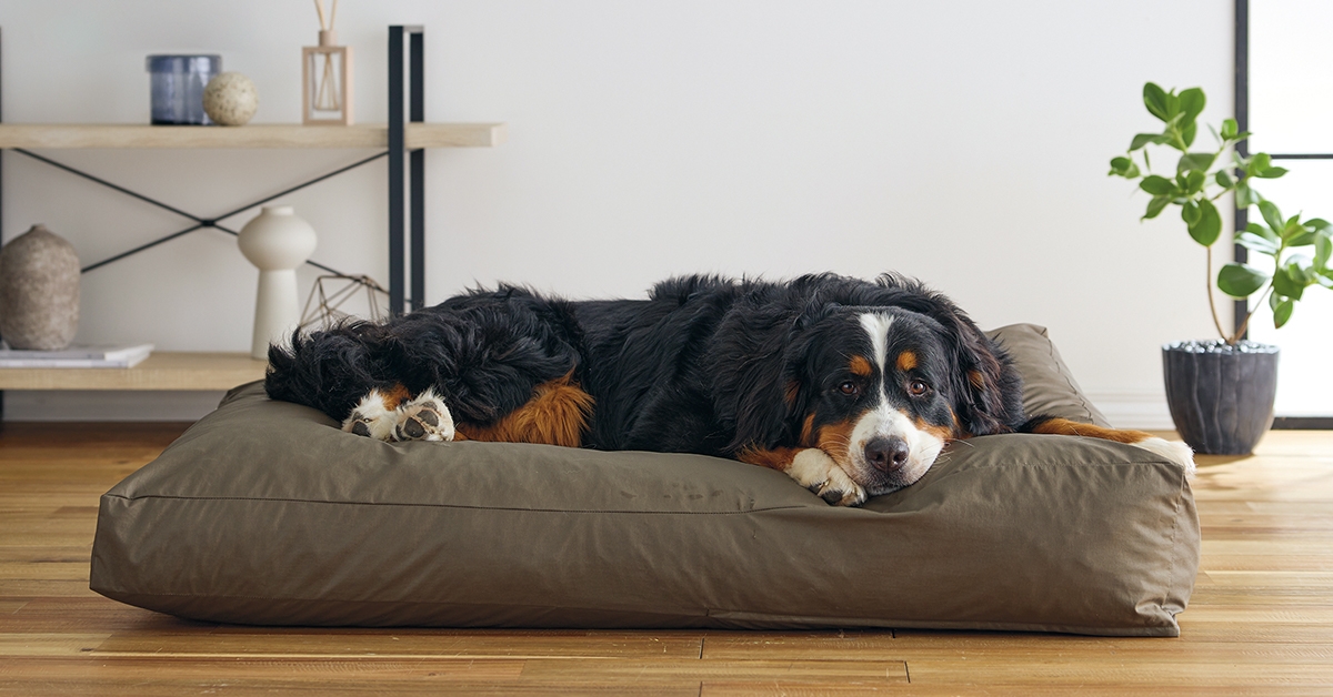 Sweet Dreams Ahead: Introducing SUYARI, The Ultimate Bed for Large Dogs – Coming September 12th