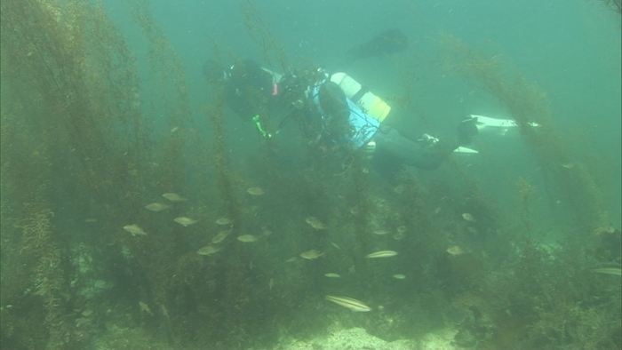 ホンダワラの林