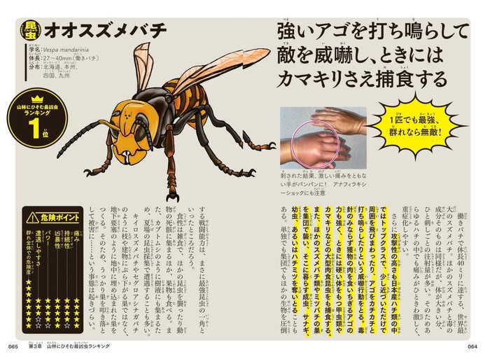 オオスズメバチ「1匹でも最強、群れなら無敵!」