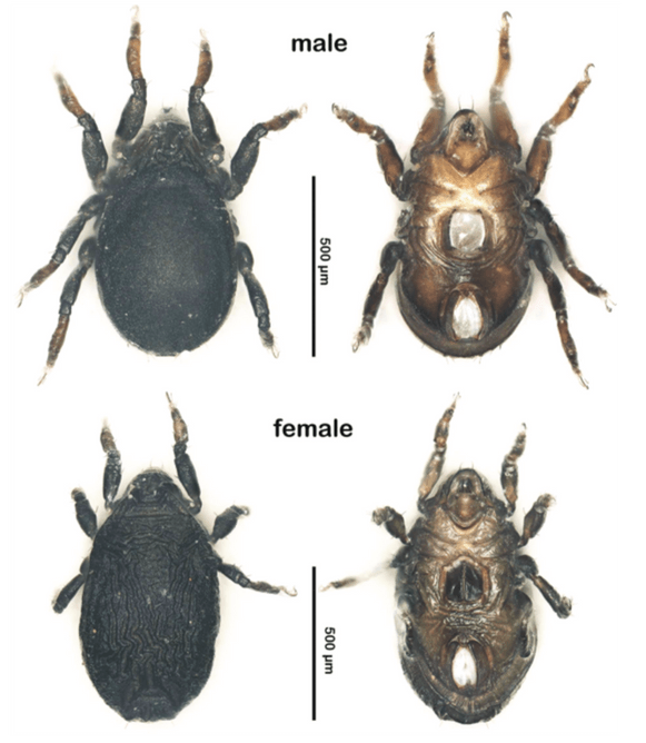 イワドハマベダニの画像。オス(上段)メス(下段)。