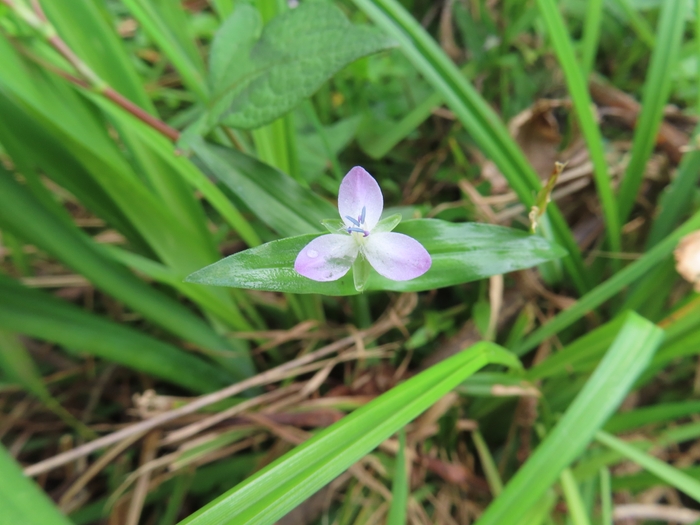 涼し気な色のイボクサ