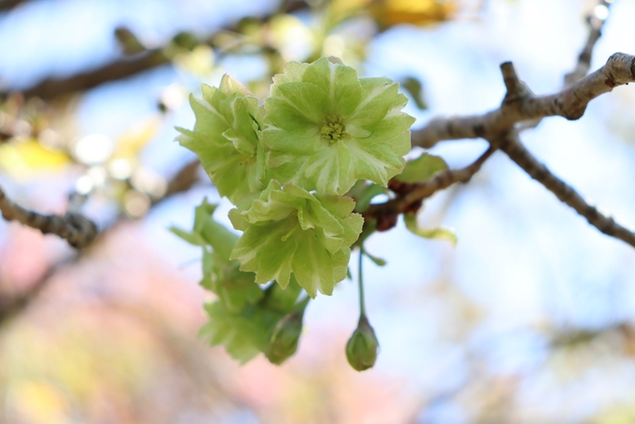 サクラ‘御衣黄(ぎょいこう)’（令和６年撮影）