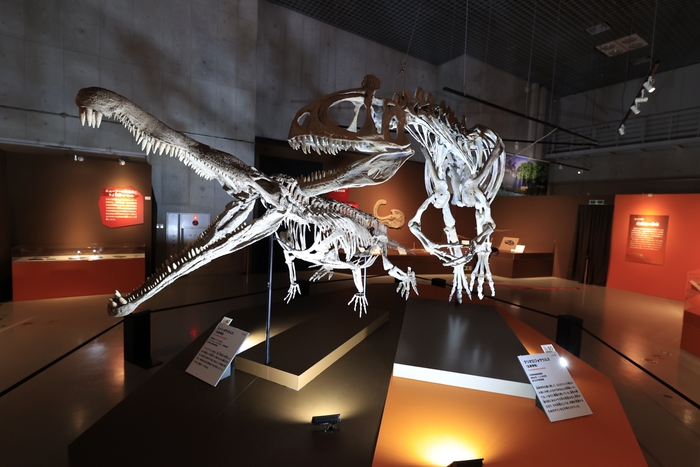 大絶滅展　展示の様子