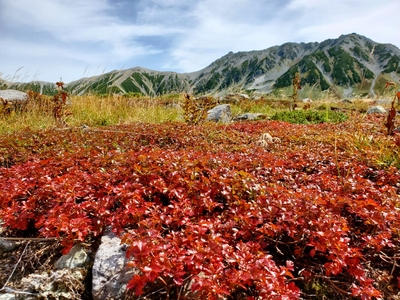 室堂平チングルマの紅葉:9月下旬