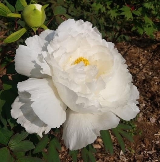 牡丹「連鶴(れんかく)」