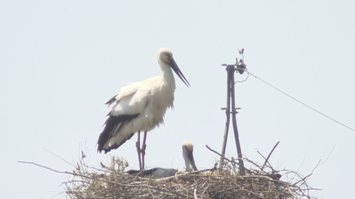 抱卵するコウノトリのつがい