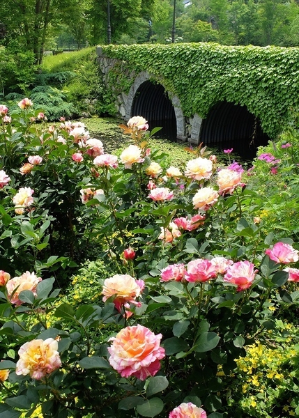 ローズシーズン3