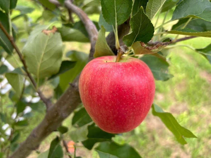 (9)紅魁(べにさきがけ)