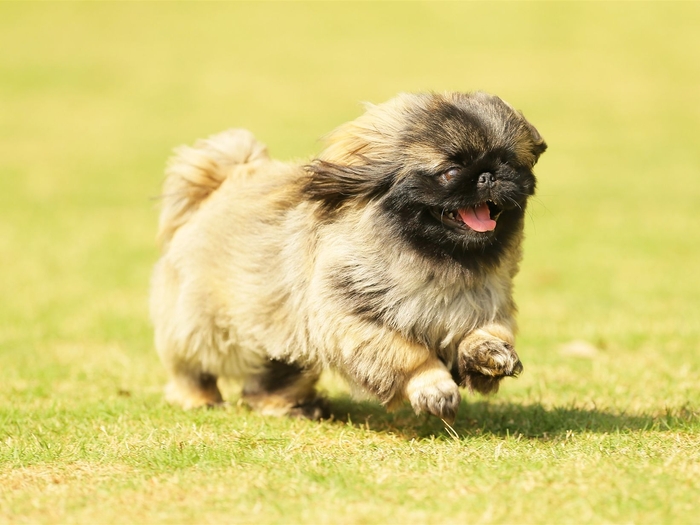 2018年版エントリー画像/ペキニーズ