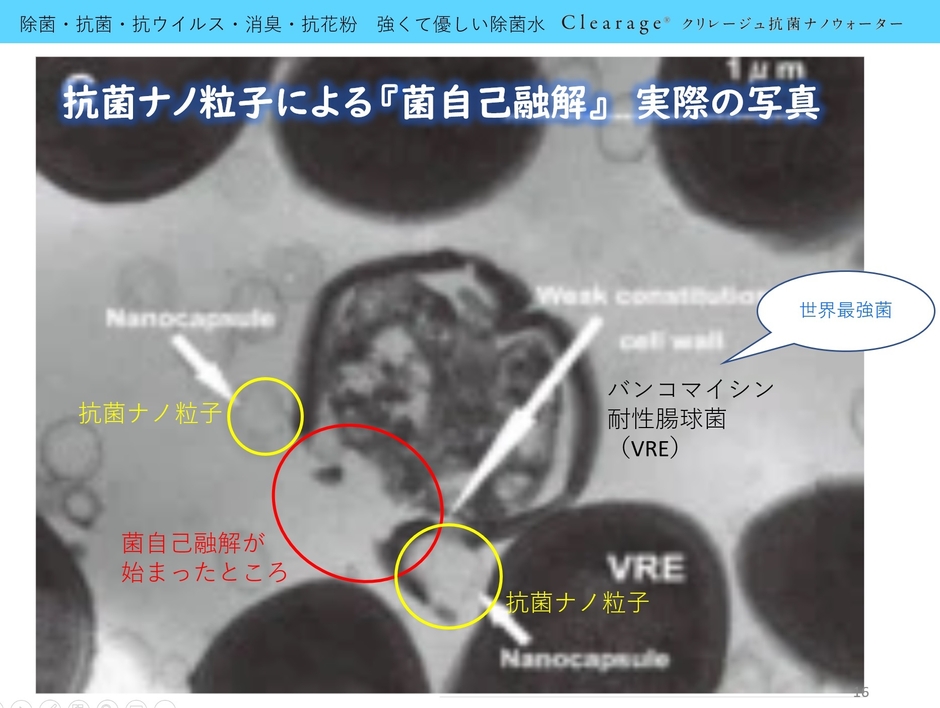 菌自己融解写真