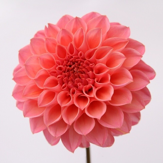 秋田県オリジナル品種の「NAMAHAGEダリア」