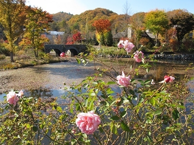 薔薇と紅葉(2)