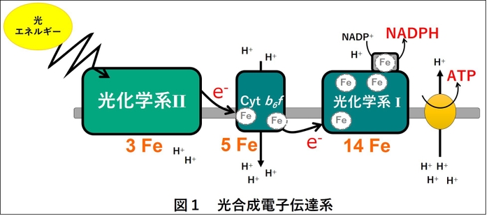 図1　光合成電子伝達系